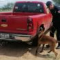 8 binomios caninos están entrenados para apoyar en la seguridad del estado