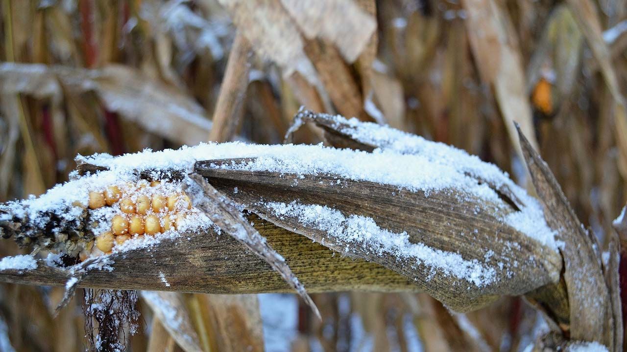 Dejan heladas daños en 12 mil hectáreas de cultivos en Sonora