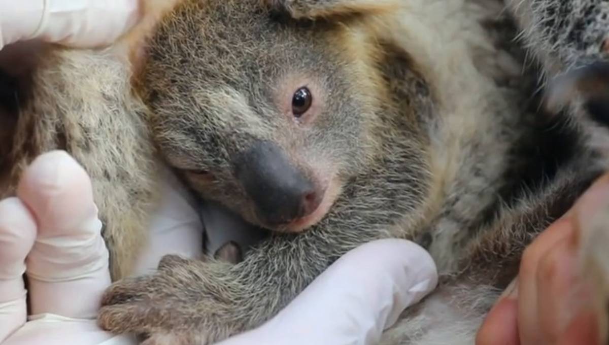 Nace bebé koala en Australia, el primero después de los incendios forestales que devastaron la zona