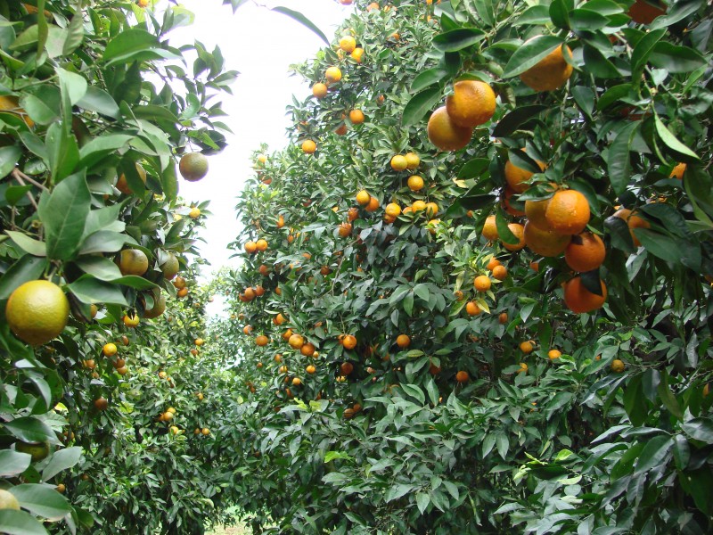 ¿Qué fue de los naranjos que alguna vez fueron representativos de Hermosillo?