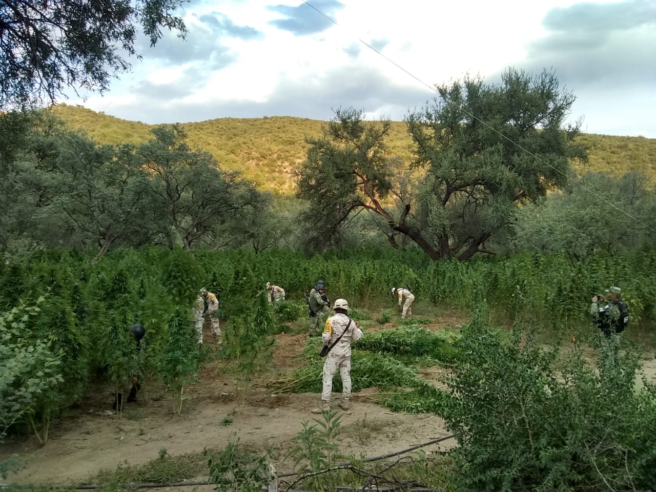 Destruyen plantío de mariguana de 14 mil metros cuadrados en Aconchi