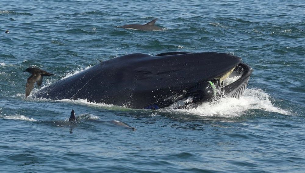 Buzo es tragado por una ballena y el momento quedó capturado en imágenes