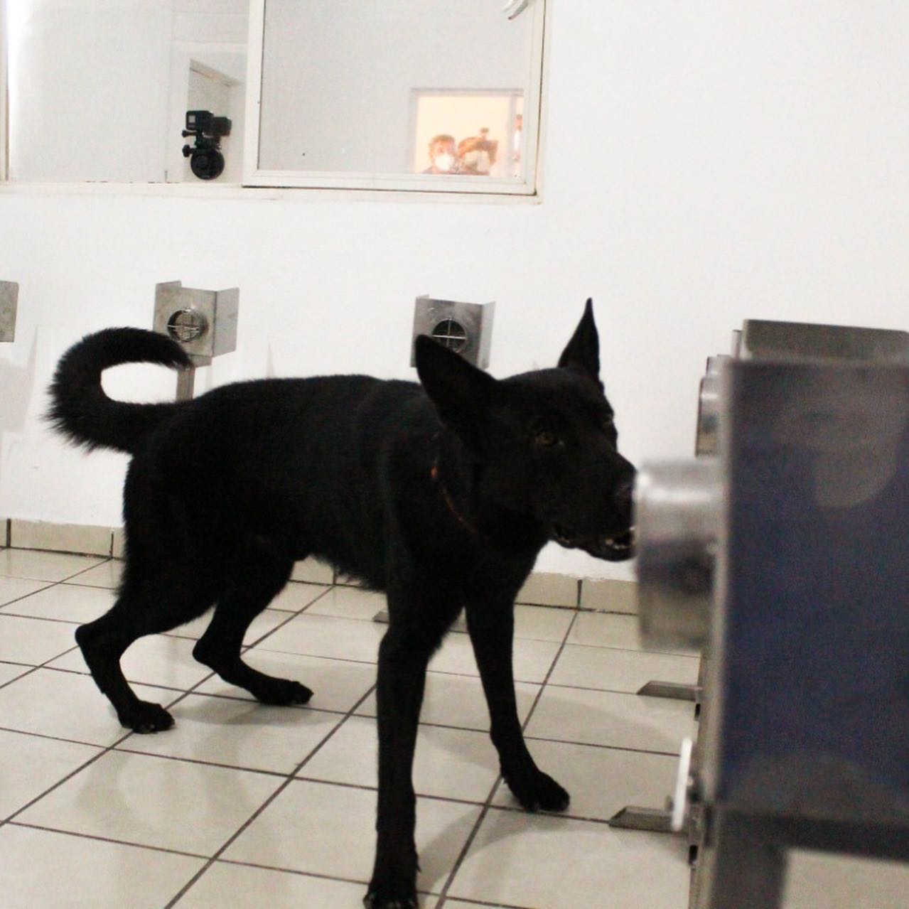¡Olfatos listos! Caninos “se gradúan” para detección del Covid en Sonora