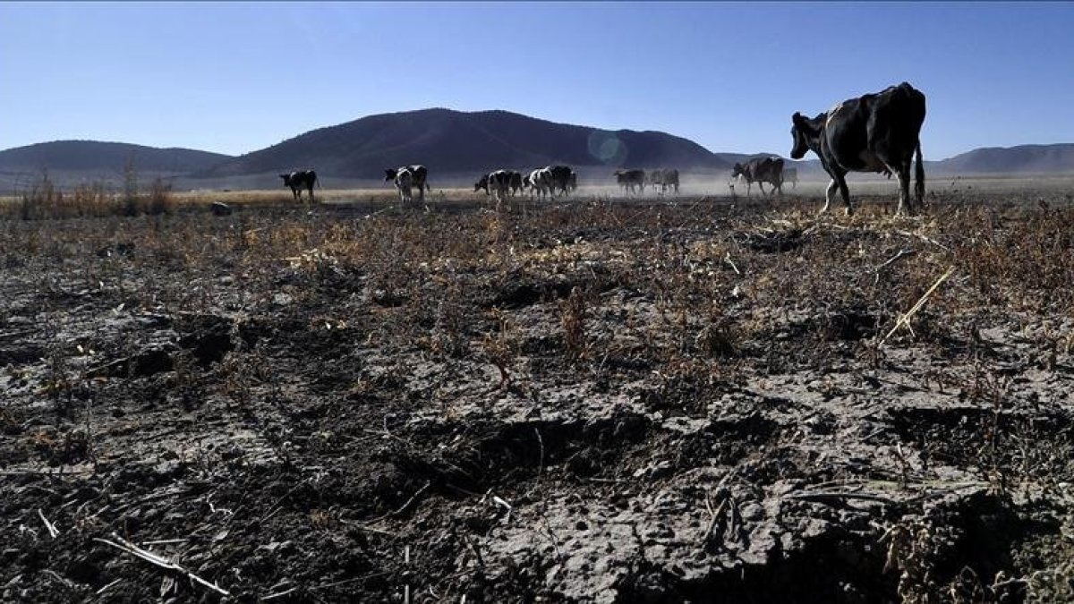 Sector agropecuario sigue en las mismas con declaratoria de emergencia por sequía: Sagarhpa
