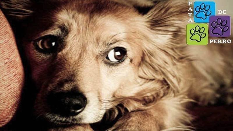Pata de Perro en Hermosillo impulsa petición para prohibir pirotecnia