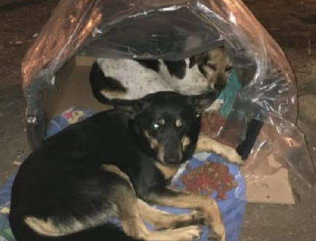 Con cajas de cartón les hacen su lugarcito a perritos de la calle en Hermosillo