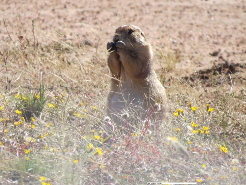 Crece la colonia de perritos de la pradera en Sonora: Conanp