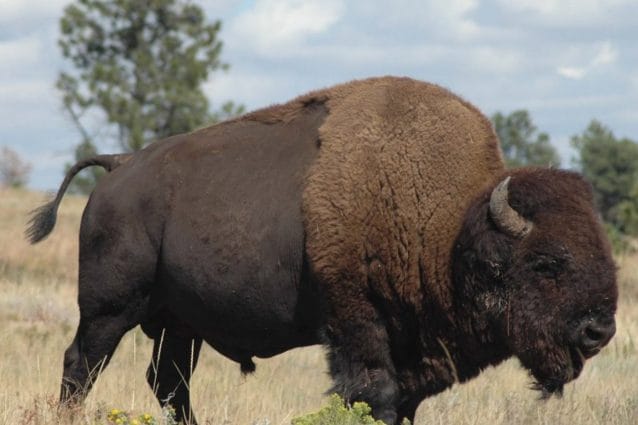 Por qué recuperar al bisonte americano podría ser bueno para el planeta