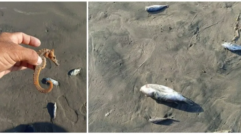 Aparecen muertas especies de fauna marina en playa del sur de Sonora