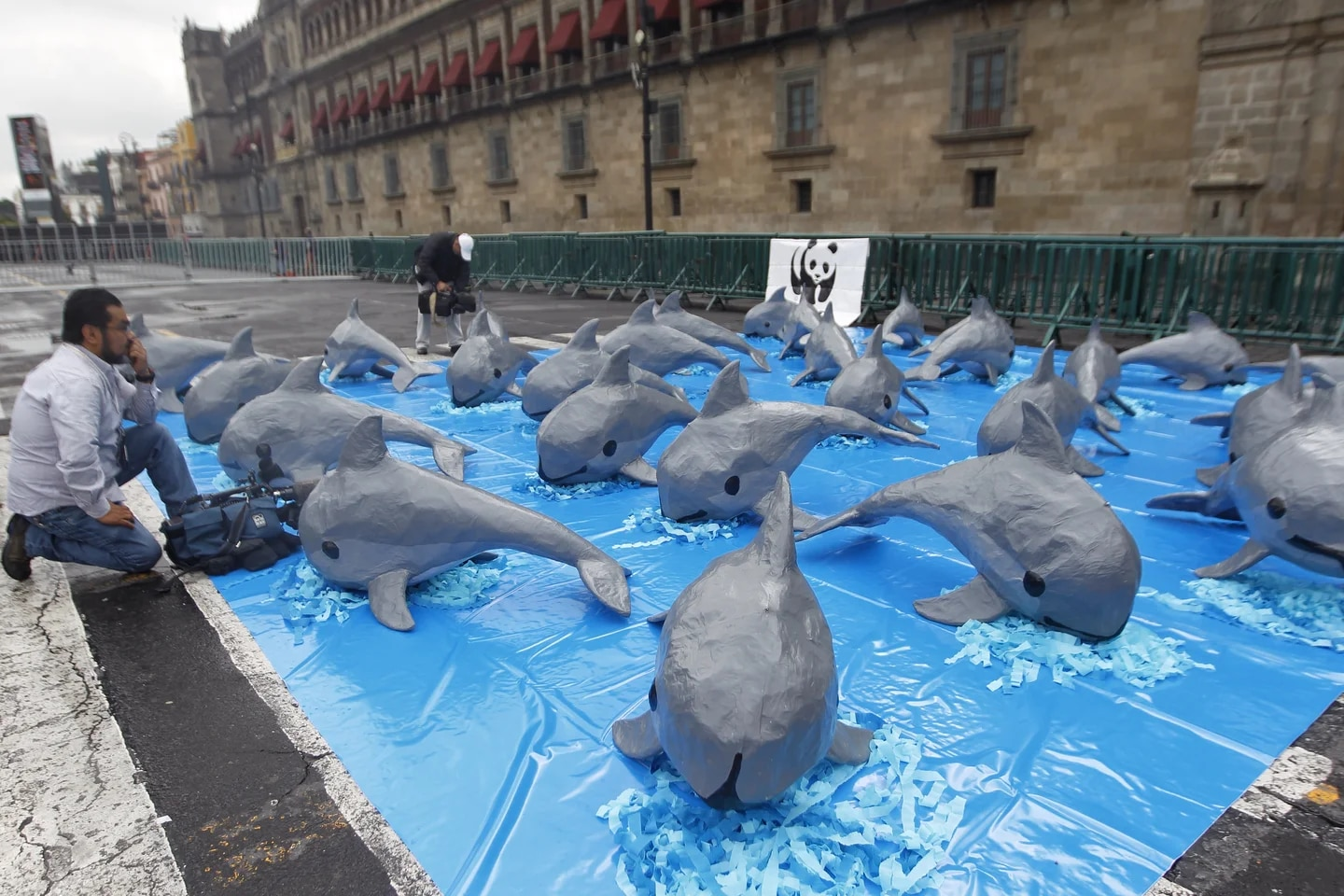 CITES evaluará en Ginebra la situación de la vaquita marina y otras especies amenazadas