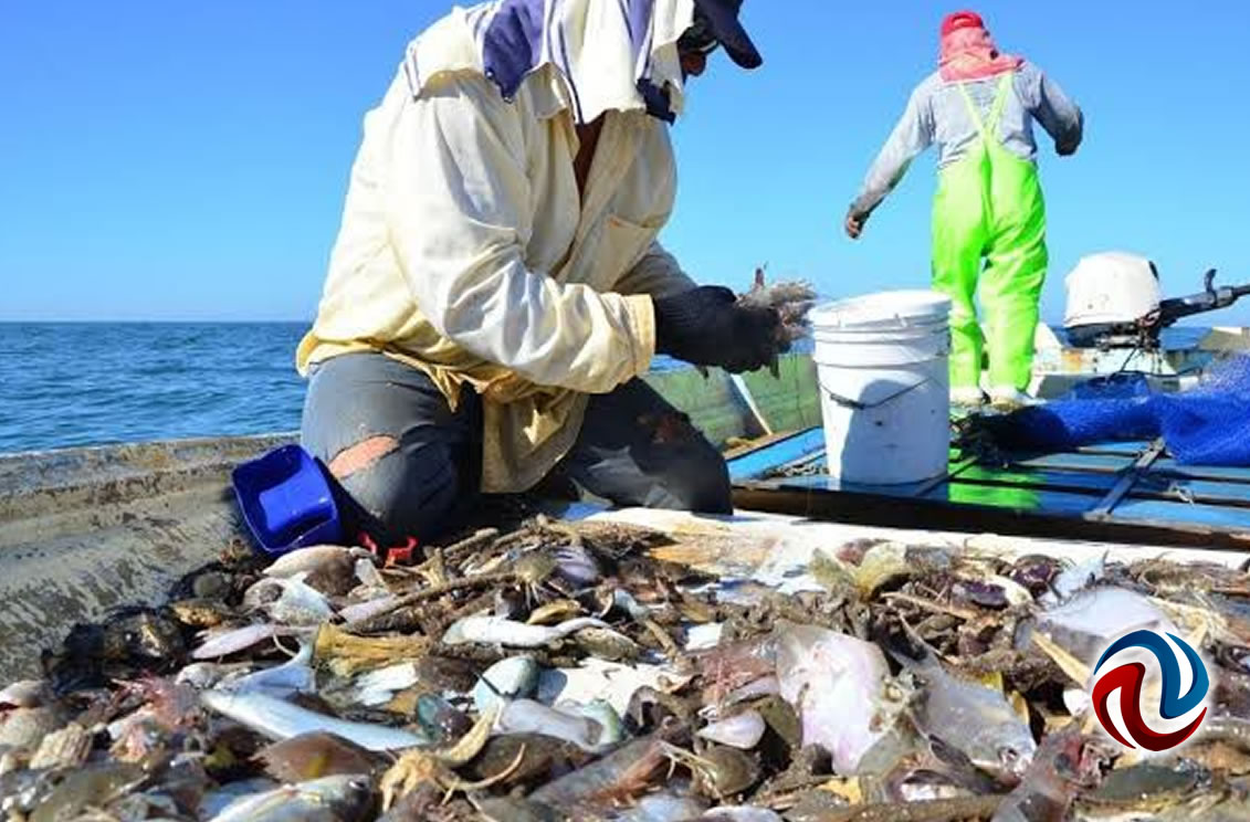 “Es más rentable pescar jaiba que camarón al Sur de Sonora”