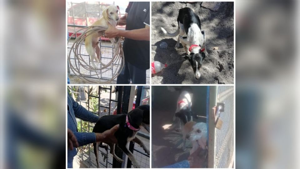 Rescatan a perritos víctimas de maltrato animal en Sonora