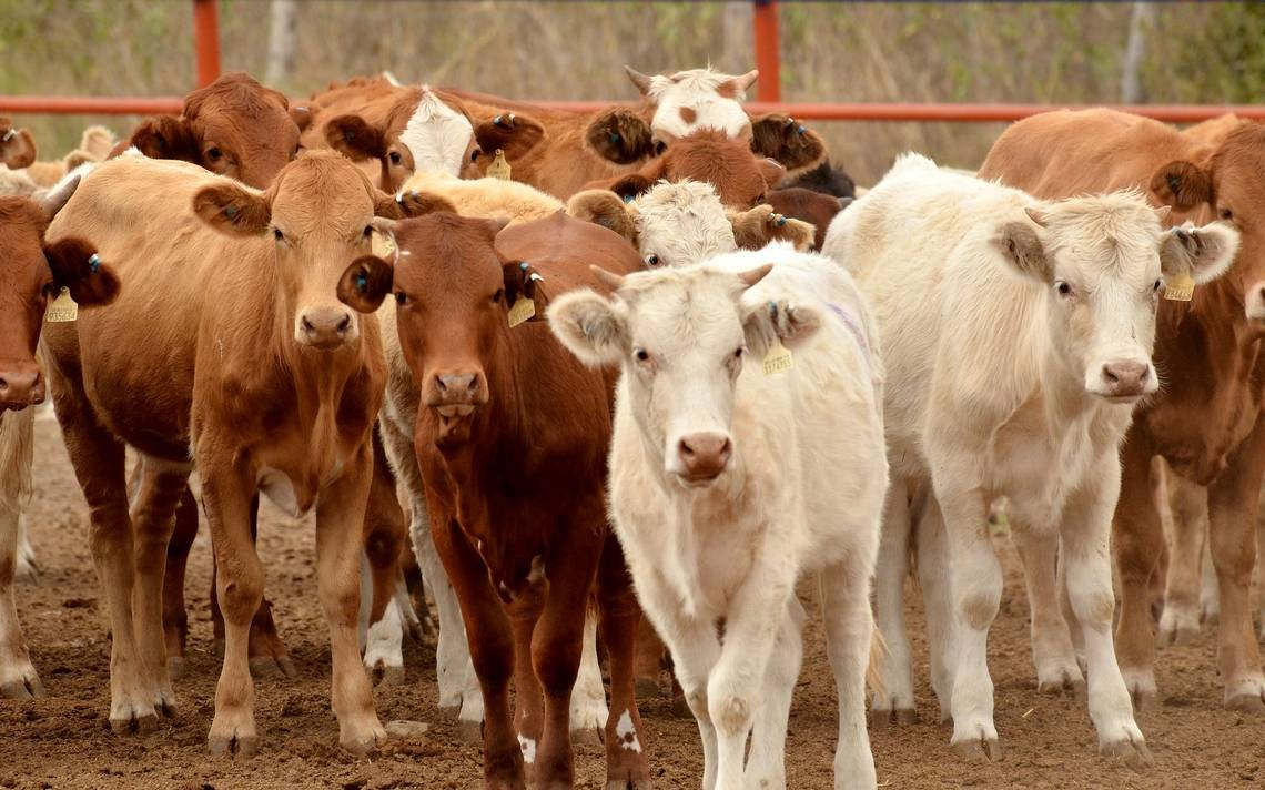 Distribuye UGRS casi 300 toneladas de alimento para ganado por sequía en Sonora