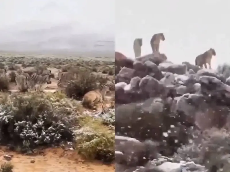 VIDEO: Cae nevada en África y sorprende a los animales