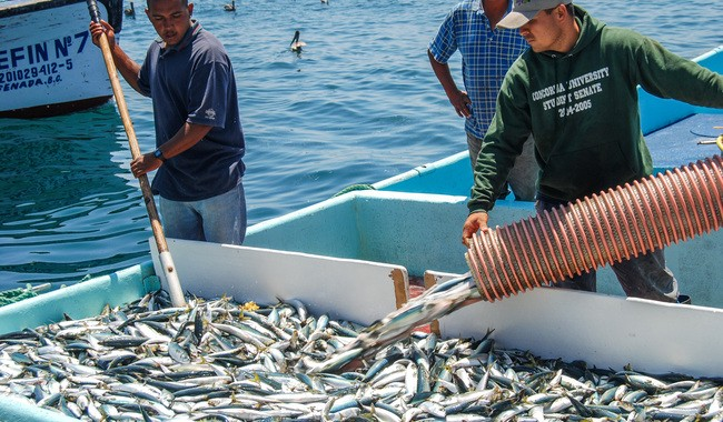 El producto pesquero de mayor producción en México es la sardina y Sonora produce la mitad