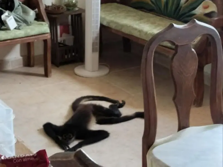 Mono se refugia en departamento de Cancún por Huracán Beryl